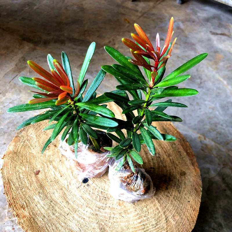 正宗红芽罗汉松彩芽太子妃品种宝宝苗太子妃盆栽绿植树苗盆景新奇