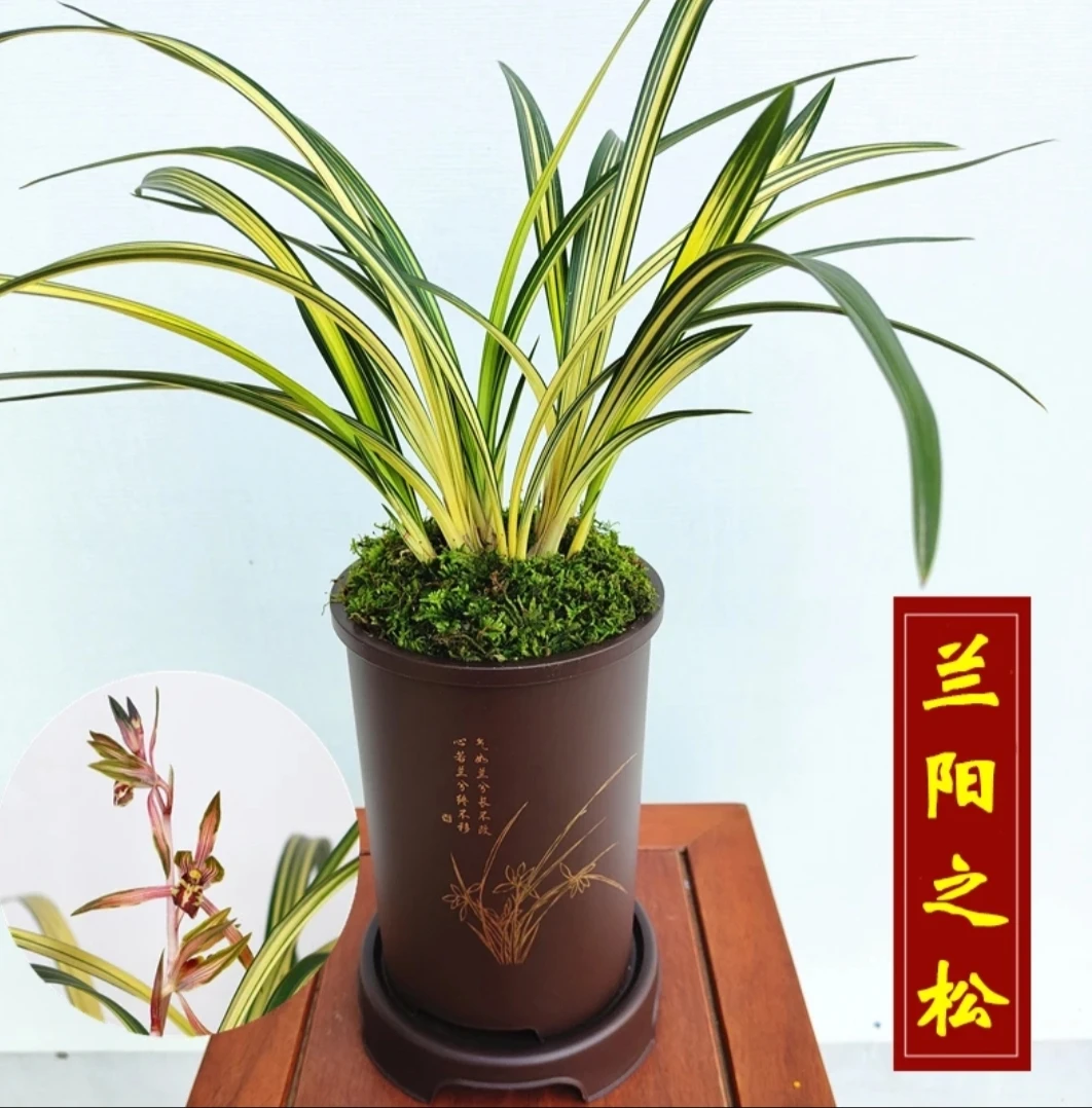 墨兰   兰阳之松   花艺双全  栽培办公桌 前台 客厅