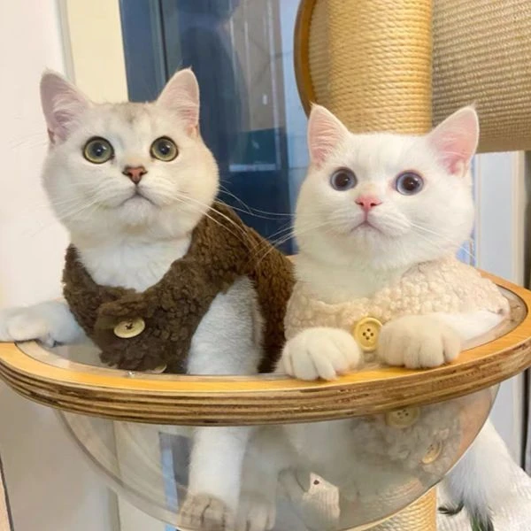 秋冬款泰迪博美宠物冬装可爱ins狗狗猫咪衣服保暖羊羔毛马甲背心