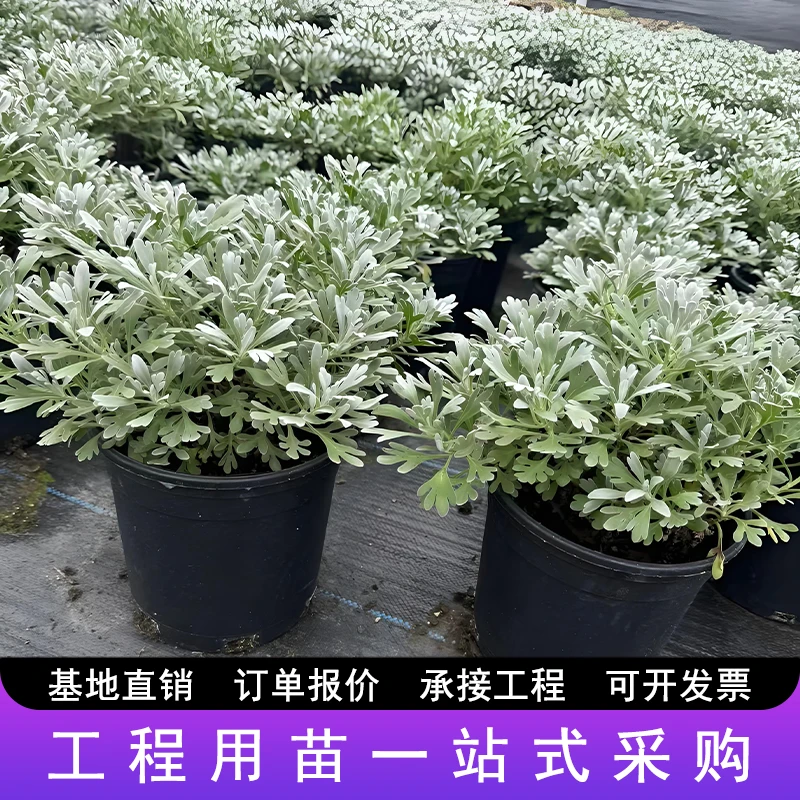 芙蓉菊盆栽玉芙蓉海芙蓉绿植户外室内庭院园林花园别墅绿化带花