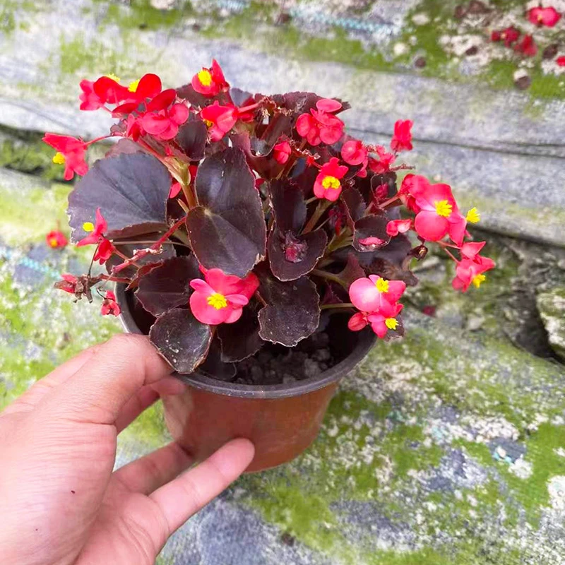 四季秋海棠花苗基地大花玻璃翠重瓣四季开小花阳台庭院多年生易活