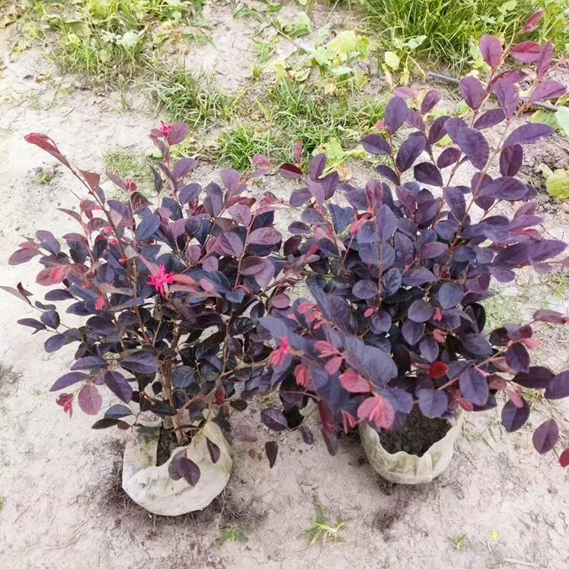 成都基地直供红花檵木红继木球形五色梅灌木绿篱绿化带庭院工程