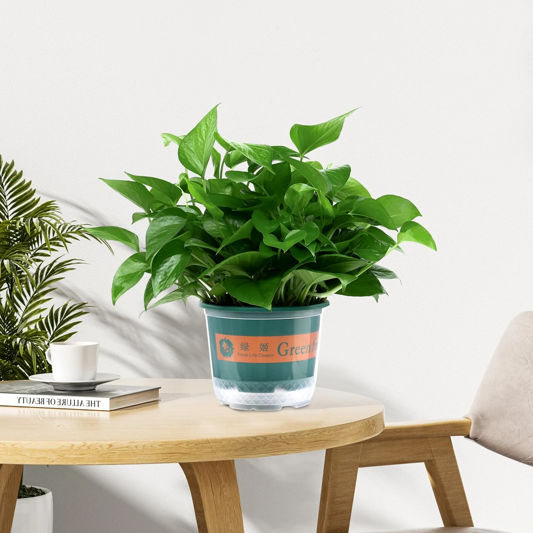 大盆绿萝盆栽室内植物吸除甲醛水培长藤垂吊好养绿植