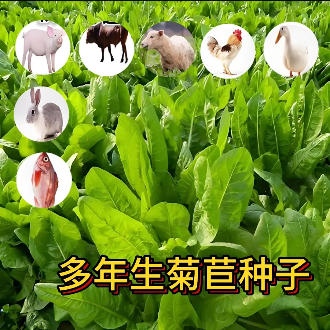 菊苣种籽大叶多年生草种种植猪牛鱼鸡鸭鹅爱吃的养殖四季牧草种子