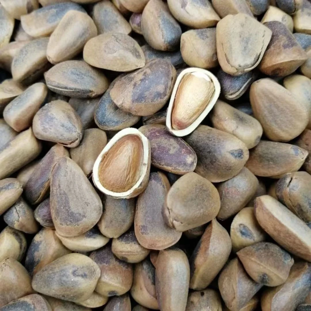 东北红松树籽开口松子新炒的熟松子2斤包邮