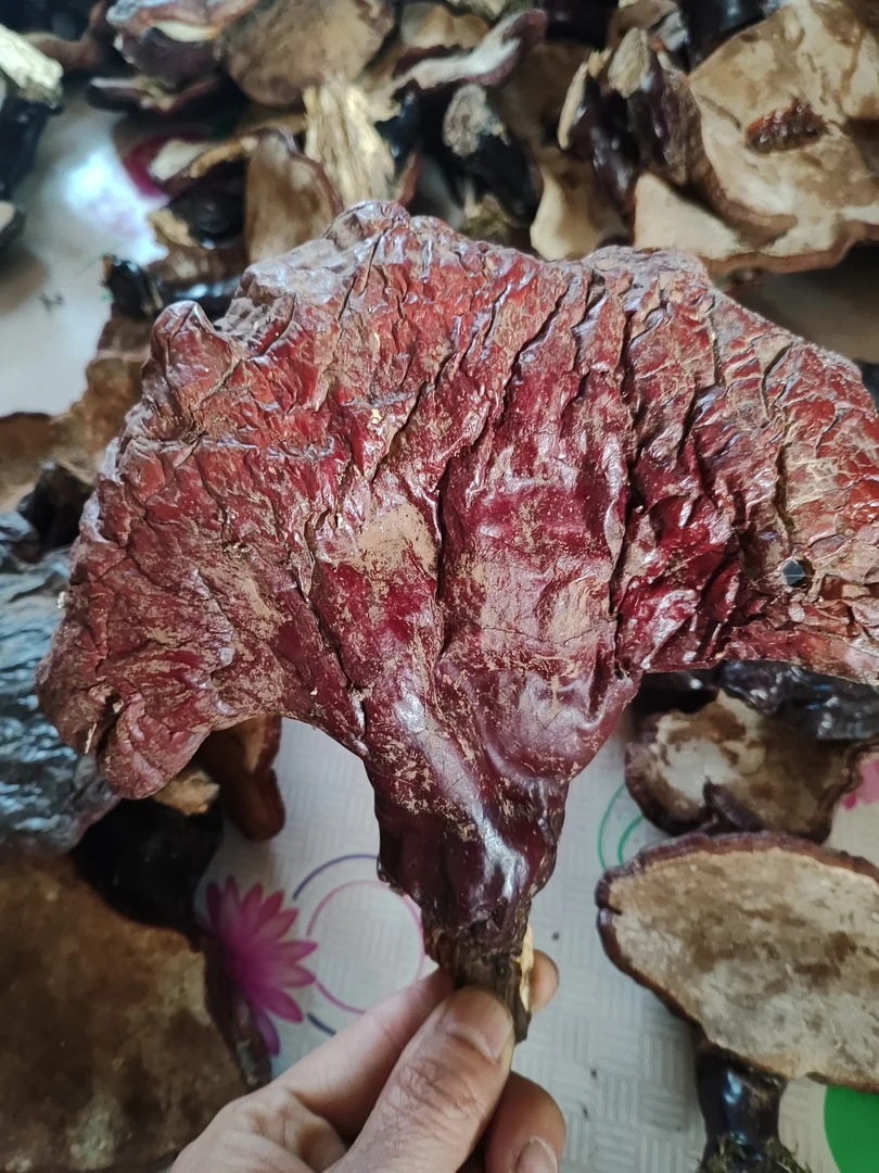 大山里采摘野灵芝菇一斤