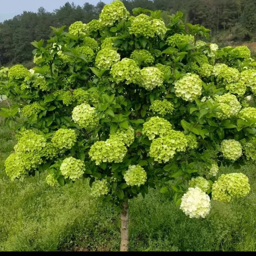 大花斗球 中华木绣球 地栽盆栽抗寒耐热