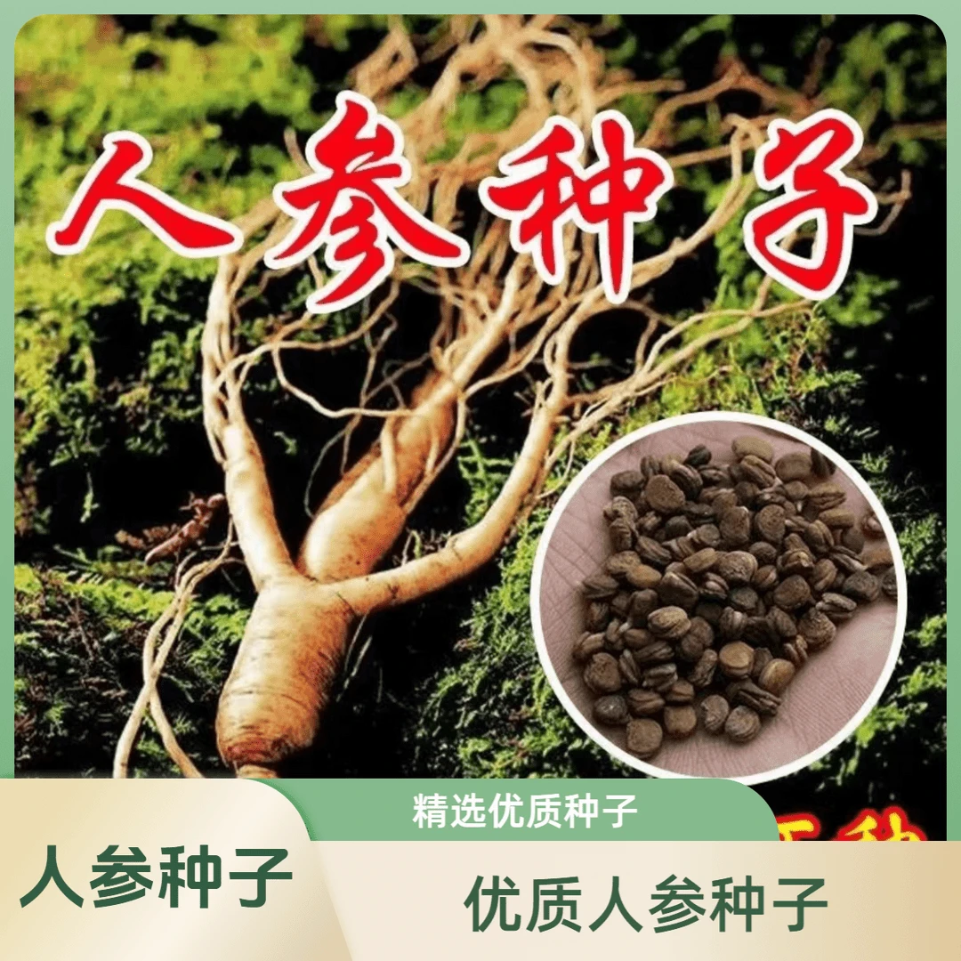 四季可种人参种子长白山参种子四季阳台盆栽种子 全yu
