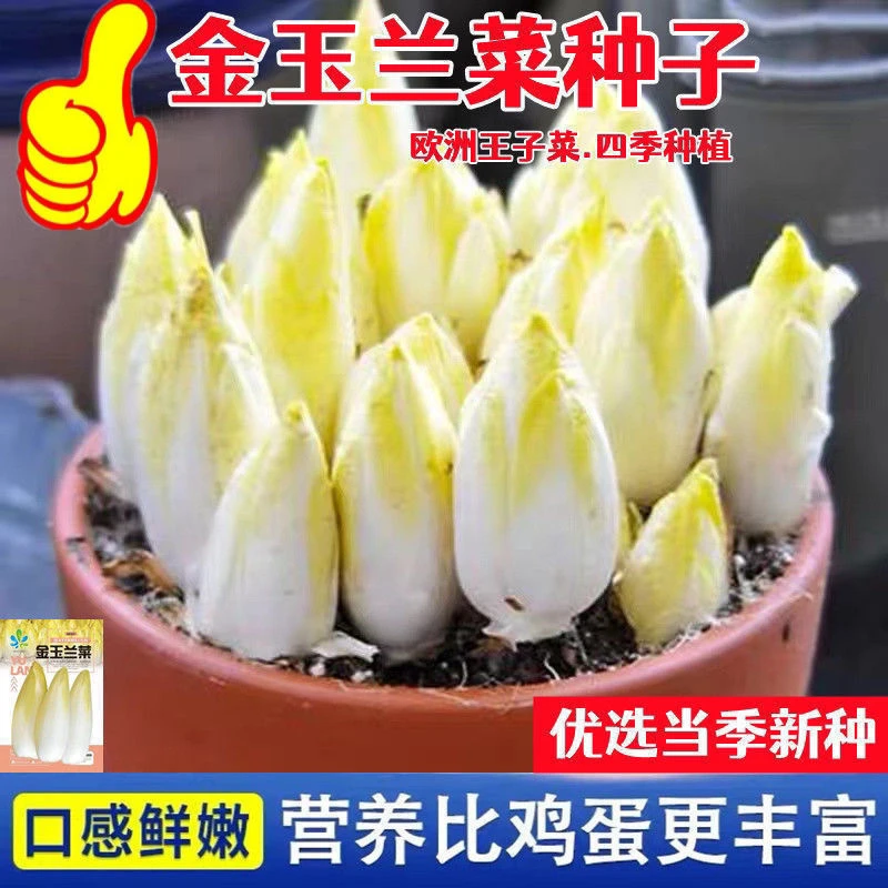 金玉兰菜种子菊苣菜欧洲王子菜营养软化菊苣多年生四季蔬菜种籽苗