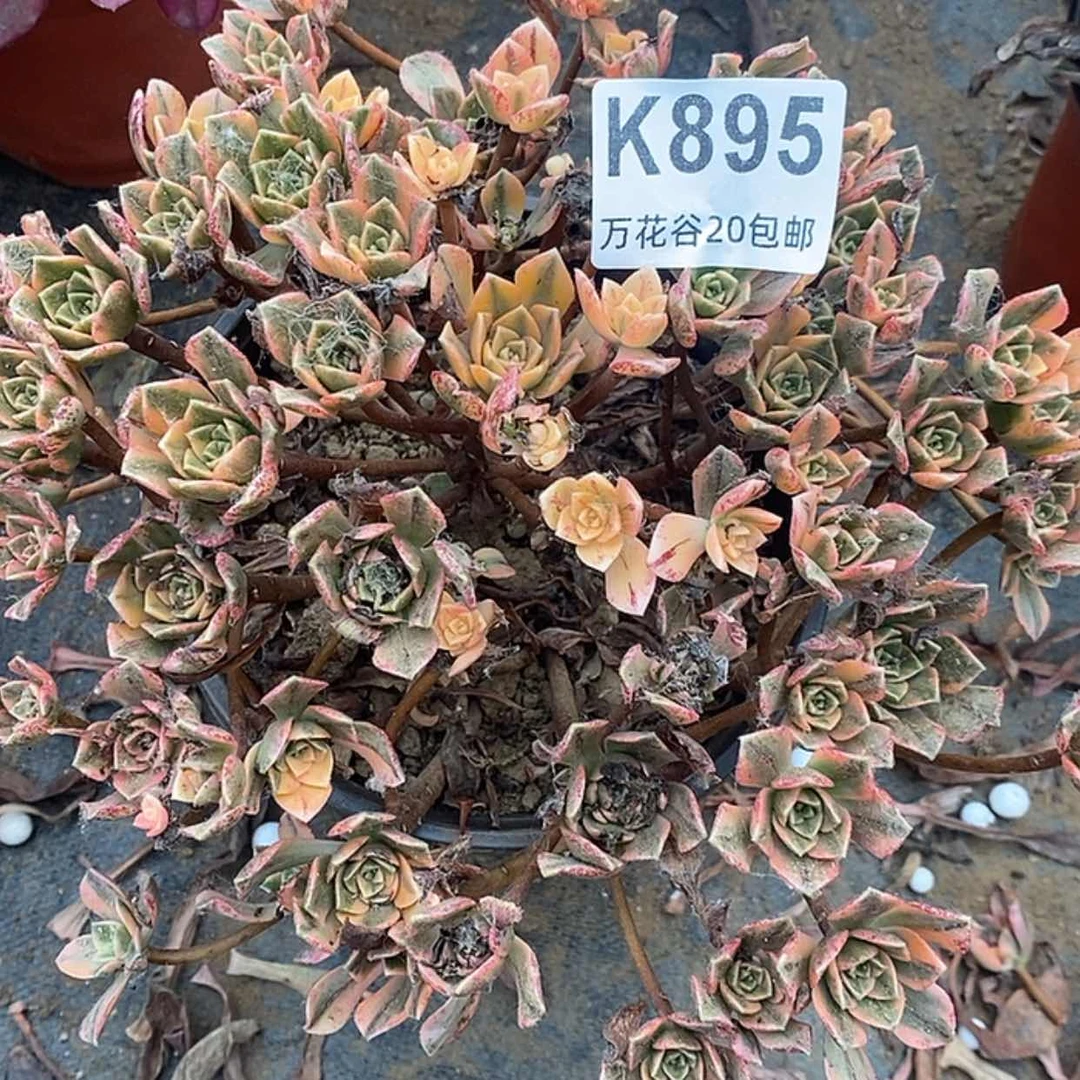 【闪购商品】895甜茶