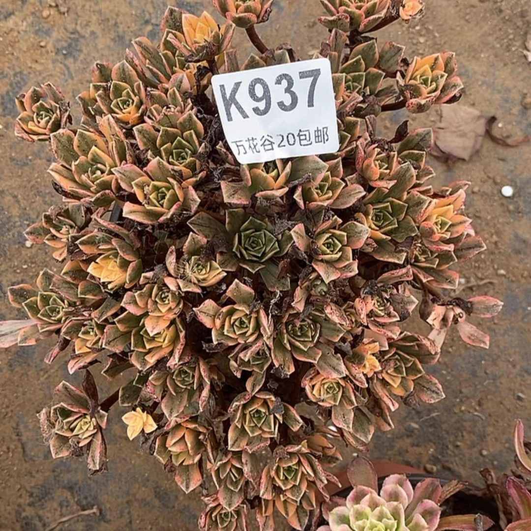 【闪购商品】937甜茶