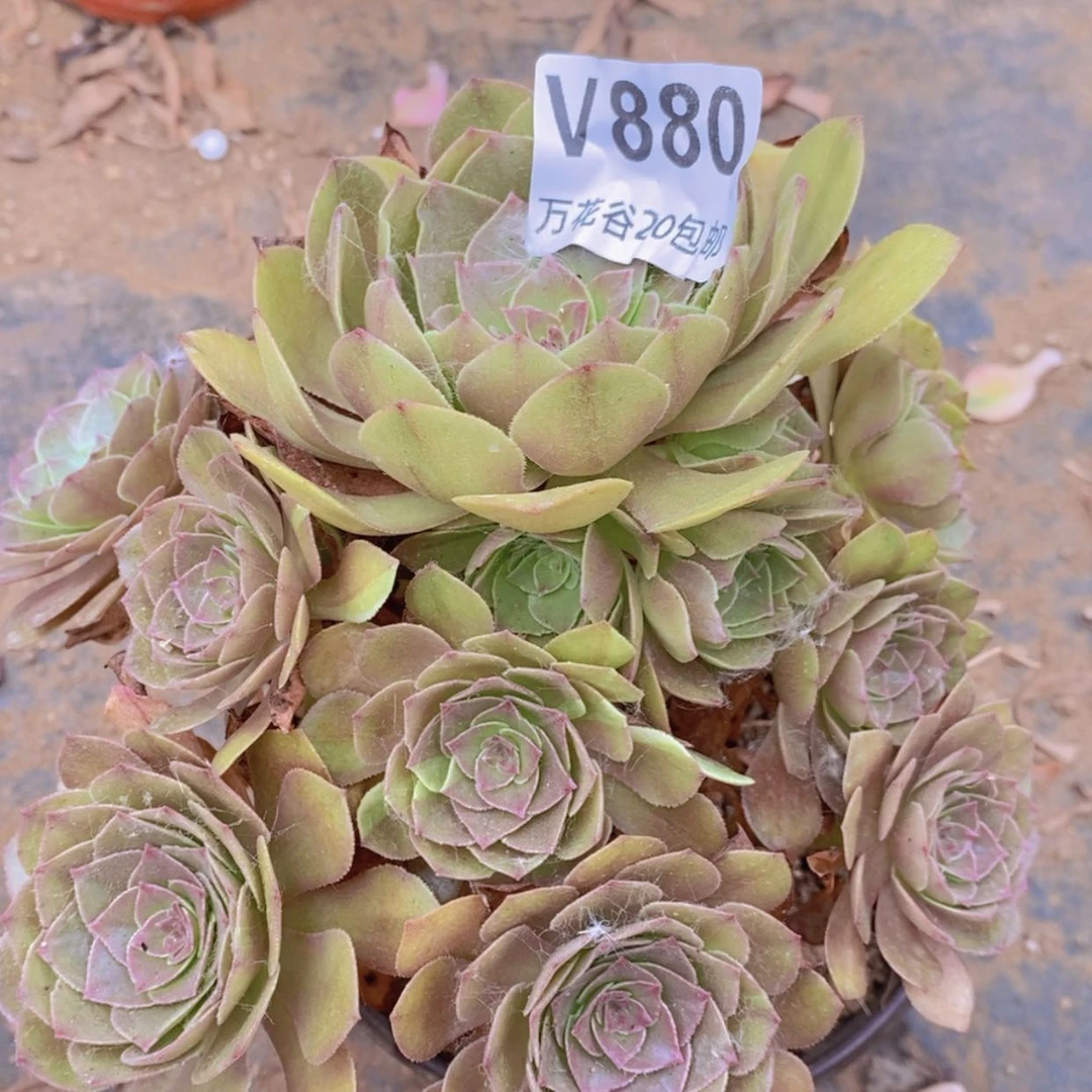 【闪购商品】880金太阳