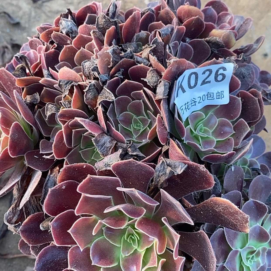 【闪购商品】026欧嘉莉