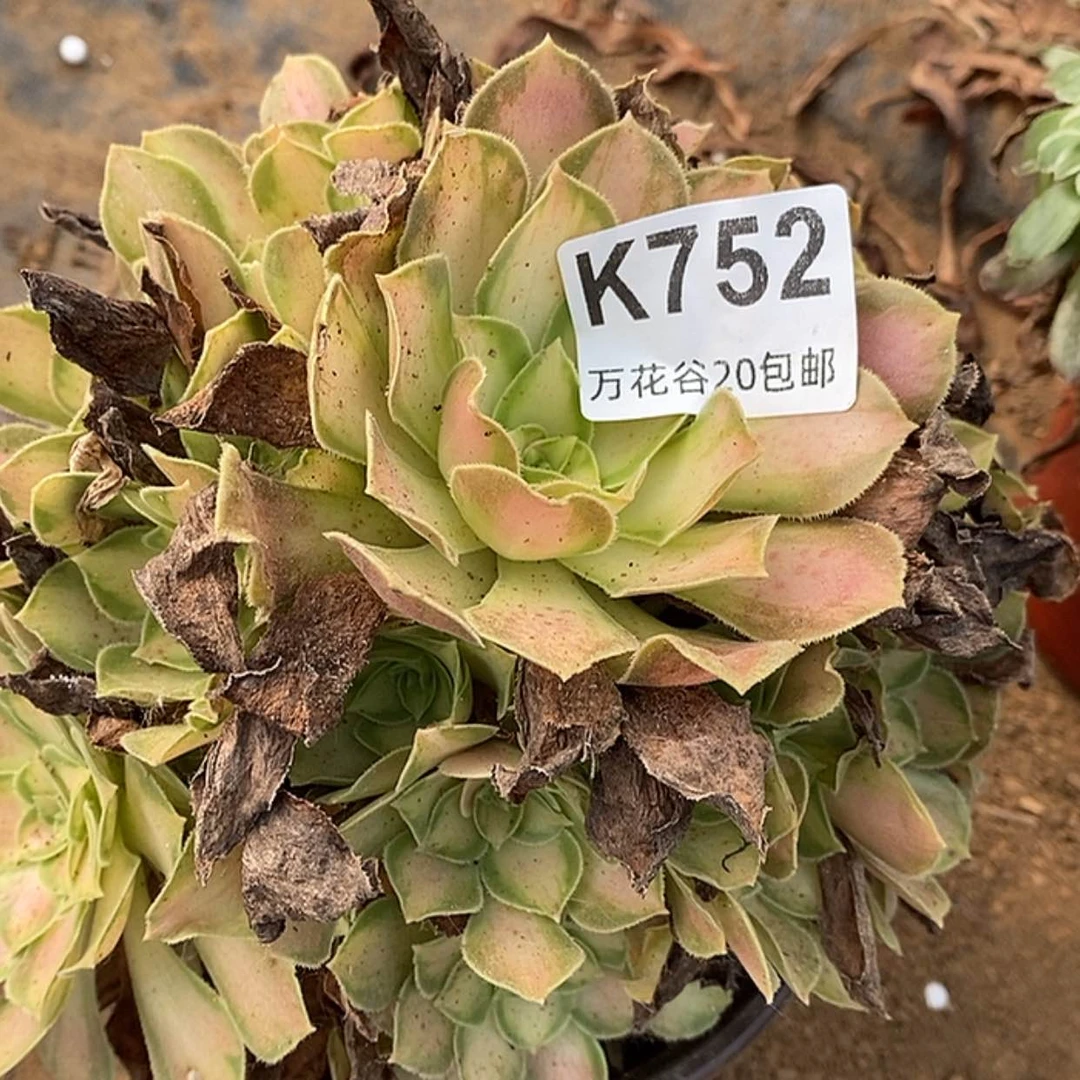 【闪购商品】752韶华