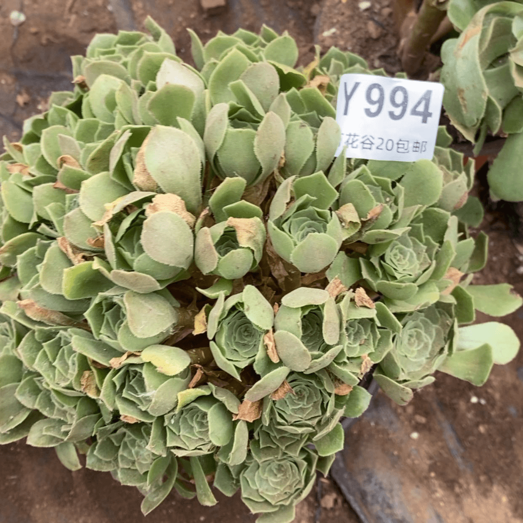 【闪购商品】994绿羊绒多肉