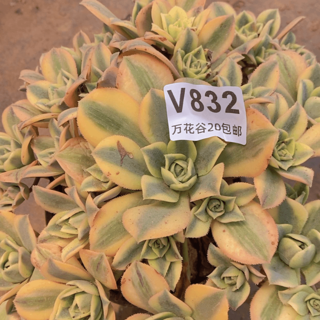 【闪购商品】832星爆