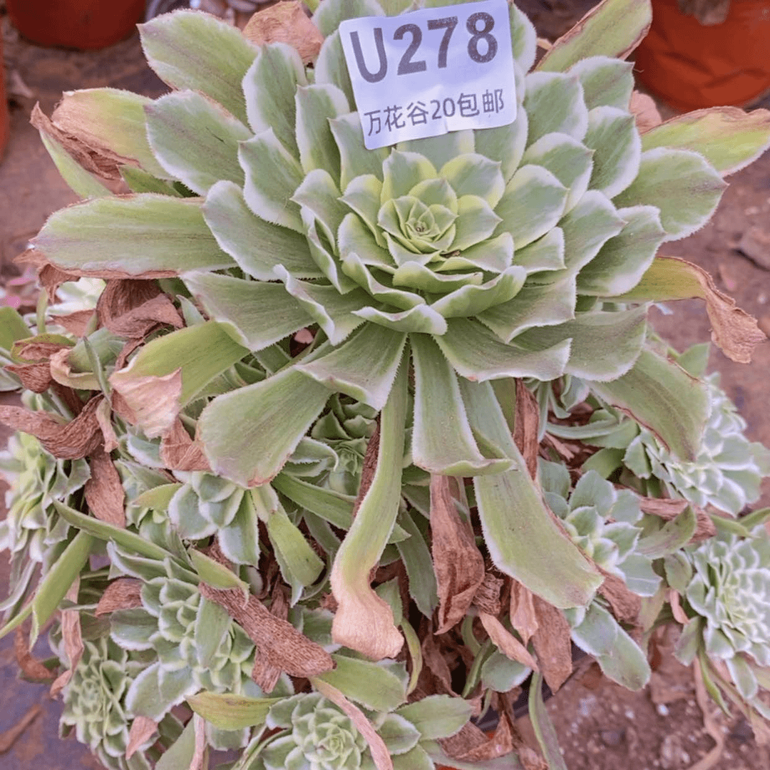 【闪购商品】278碧浪