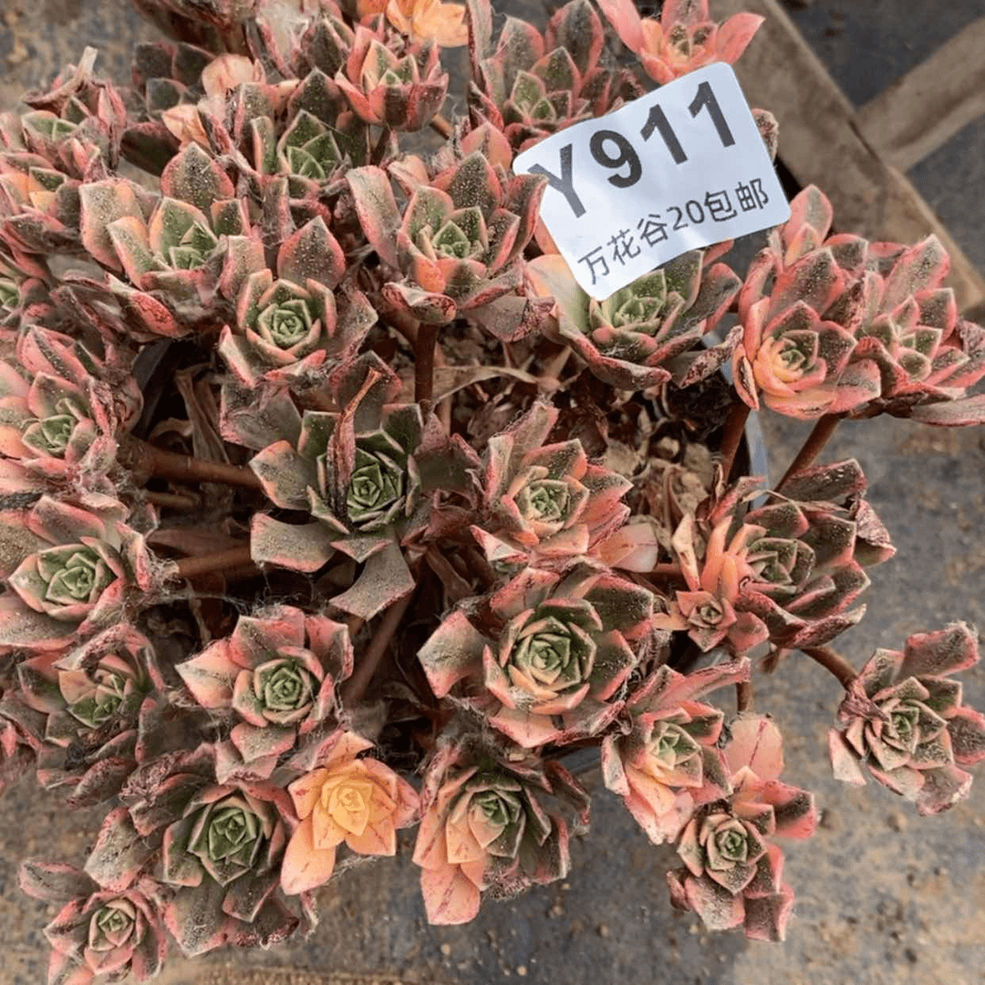 【闪购商品】911甜茶多肉