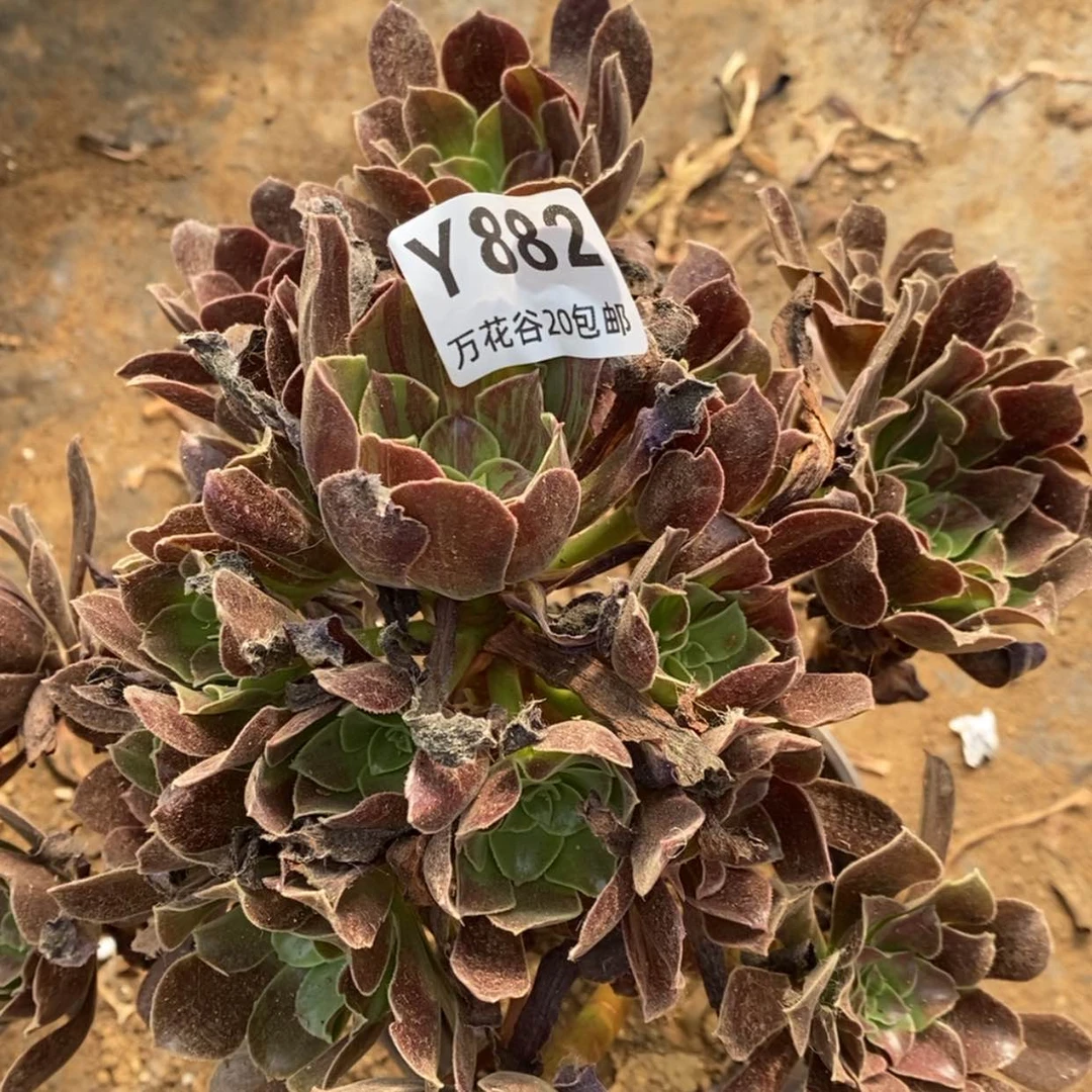 【闪购商品】882欧若拉