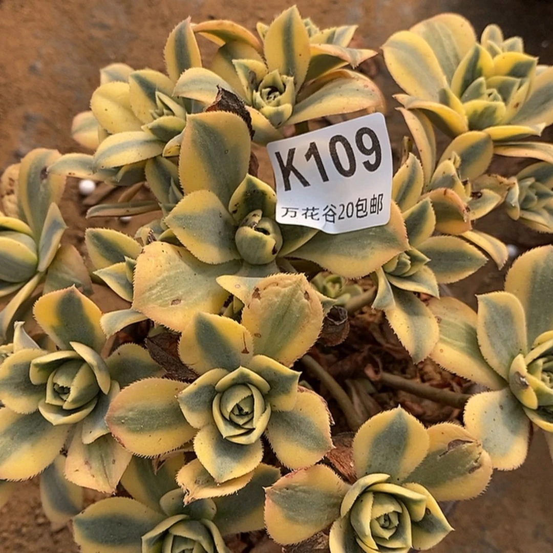 【闪购商品】109星爆