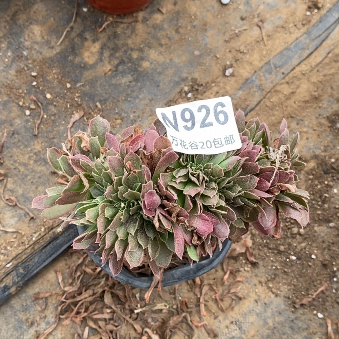 926娜伽女王缀多肉植物