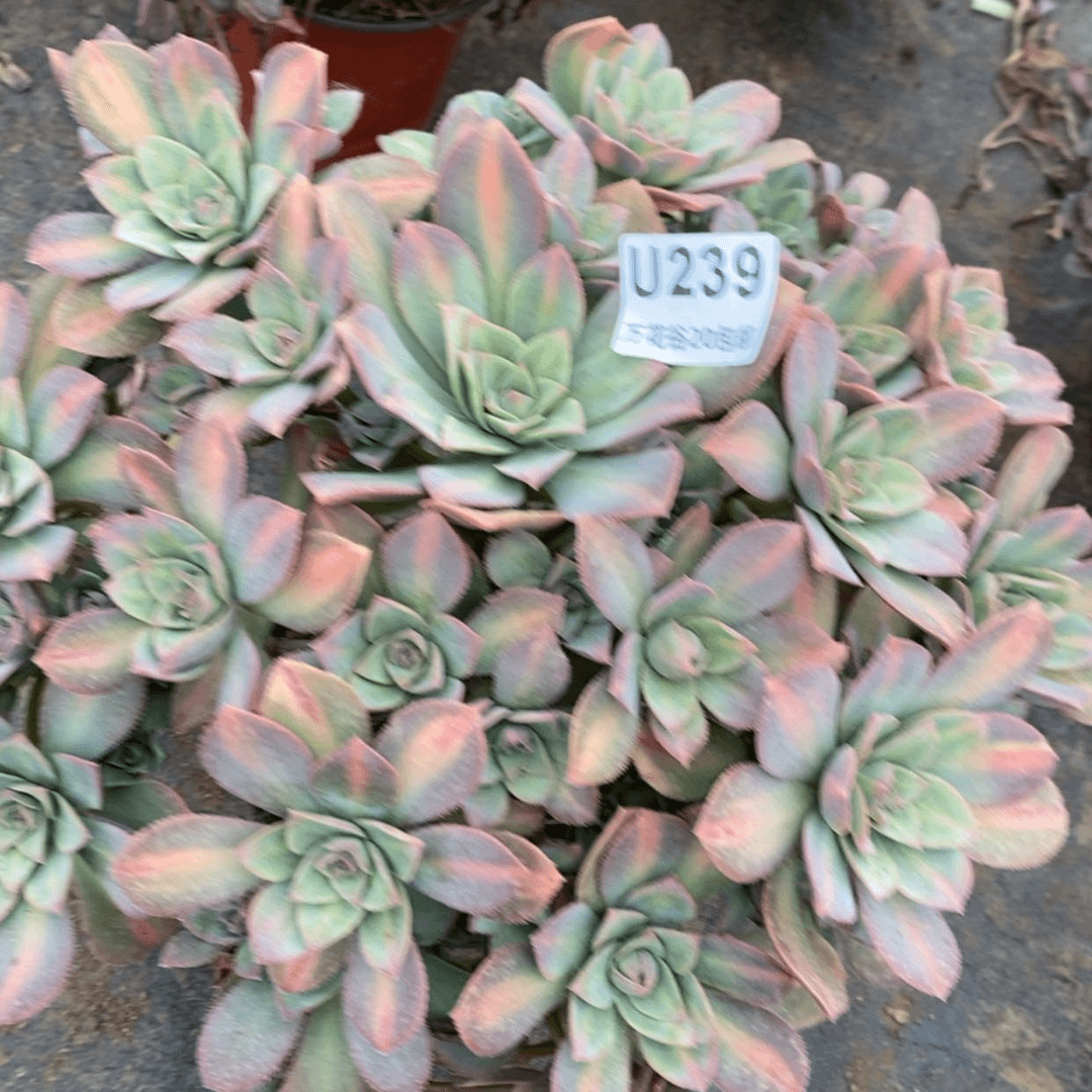 【闪购商品】239星灿