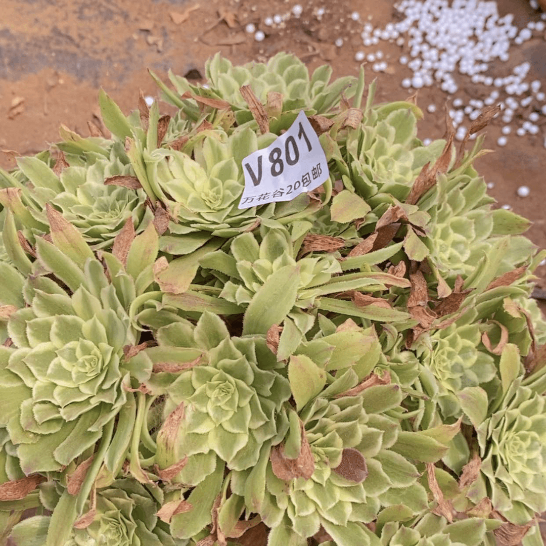 【闪购商品】801碧浪