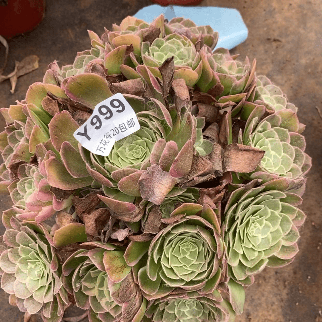 【闪购商品】999西施