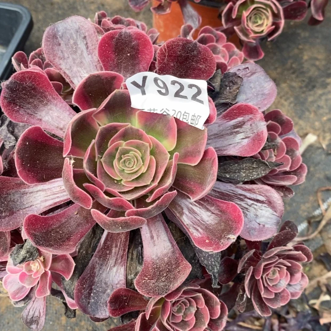 【闪购商品】922爱神