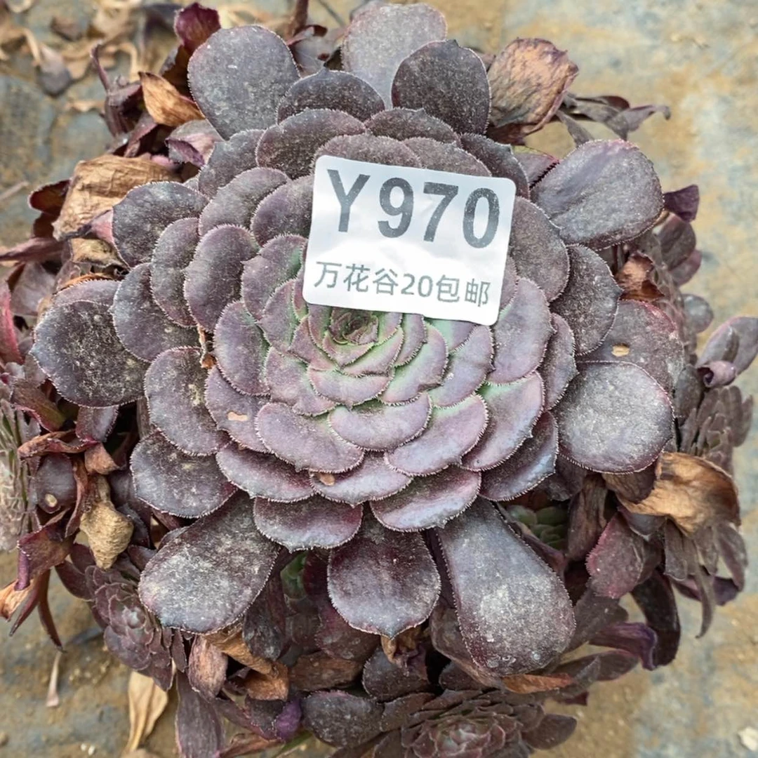 【闪购商品】970黑金刚