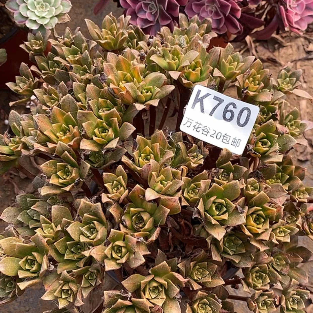 【闪购商品】760花茶