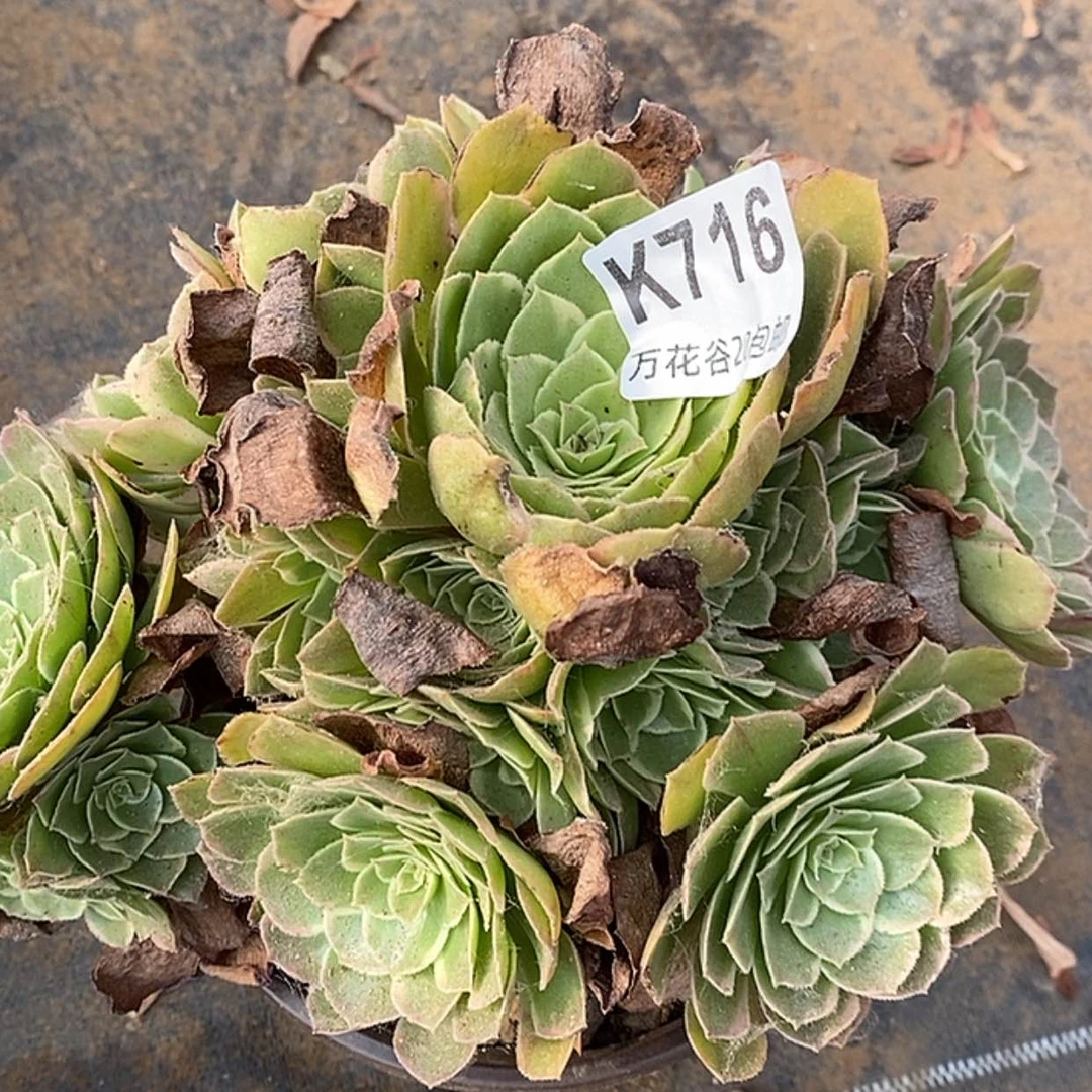 【闪购商品】716西施