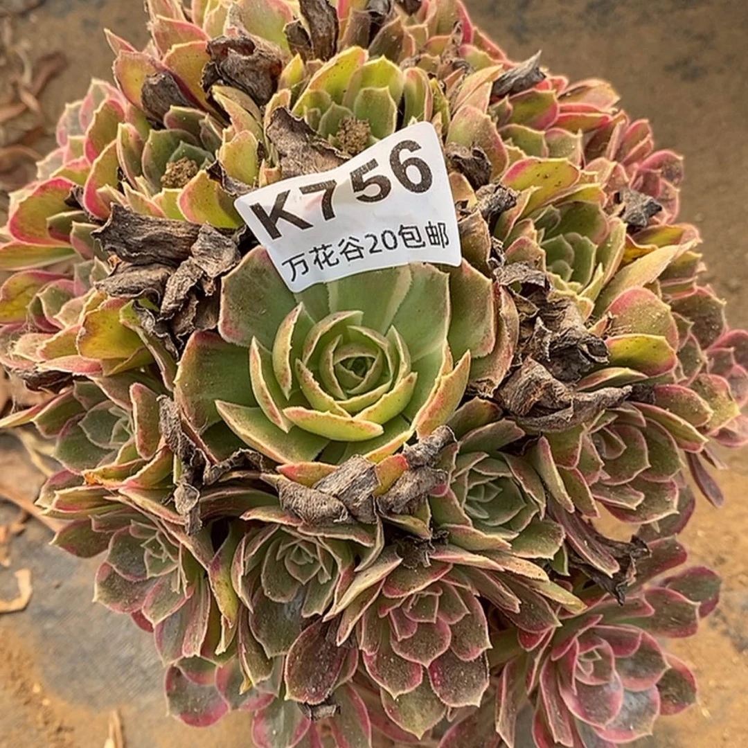 【闪购商品】756安娜多肉