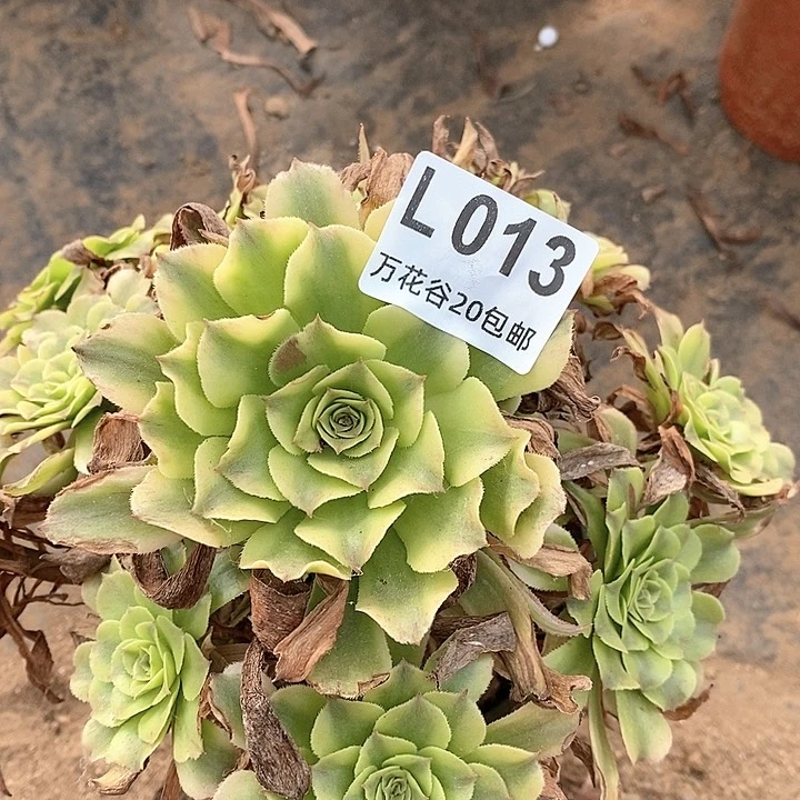 013沙皇多肉植物