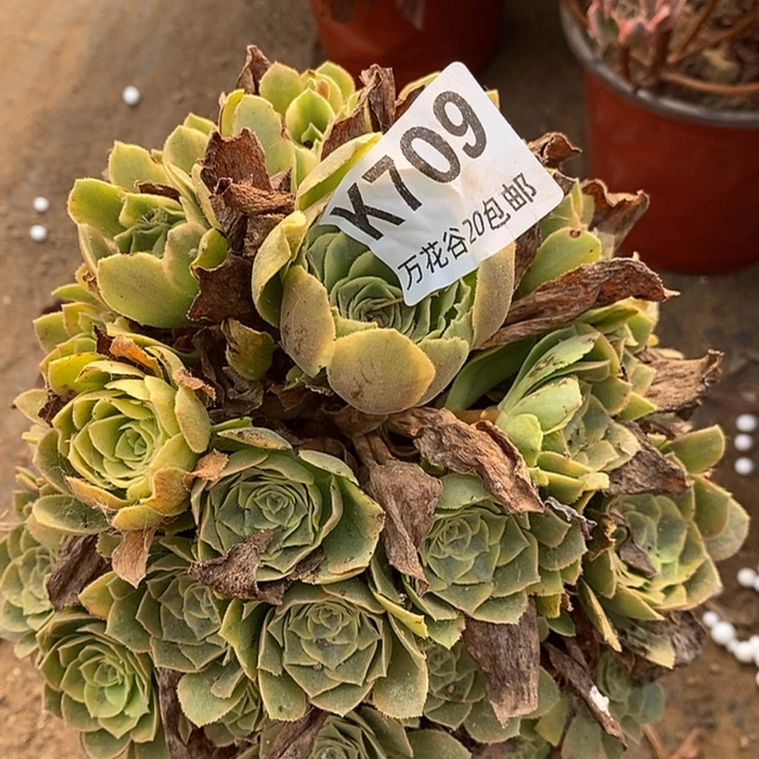 【闪购商品】709知夏