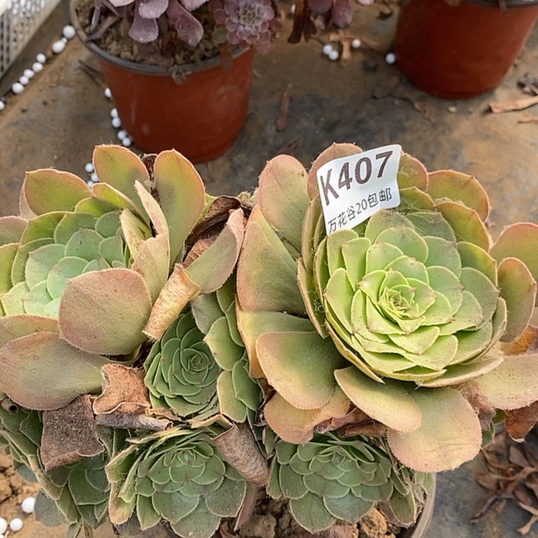 【闪购商品】407万圣节