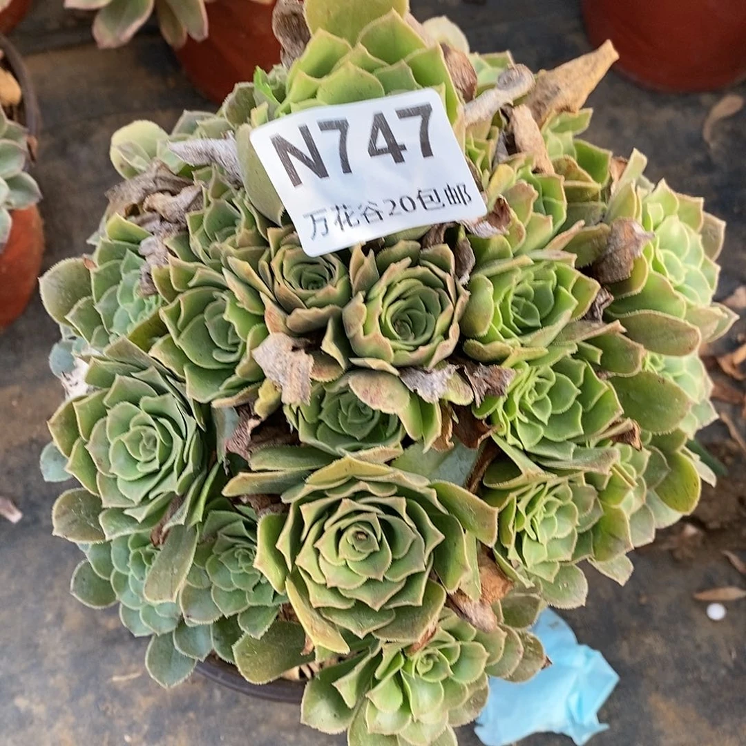 747绿羊绒多肉植物