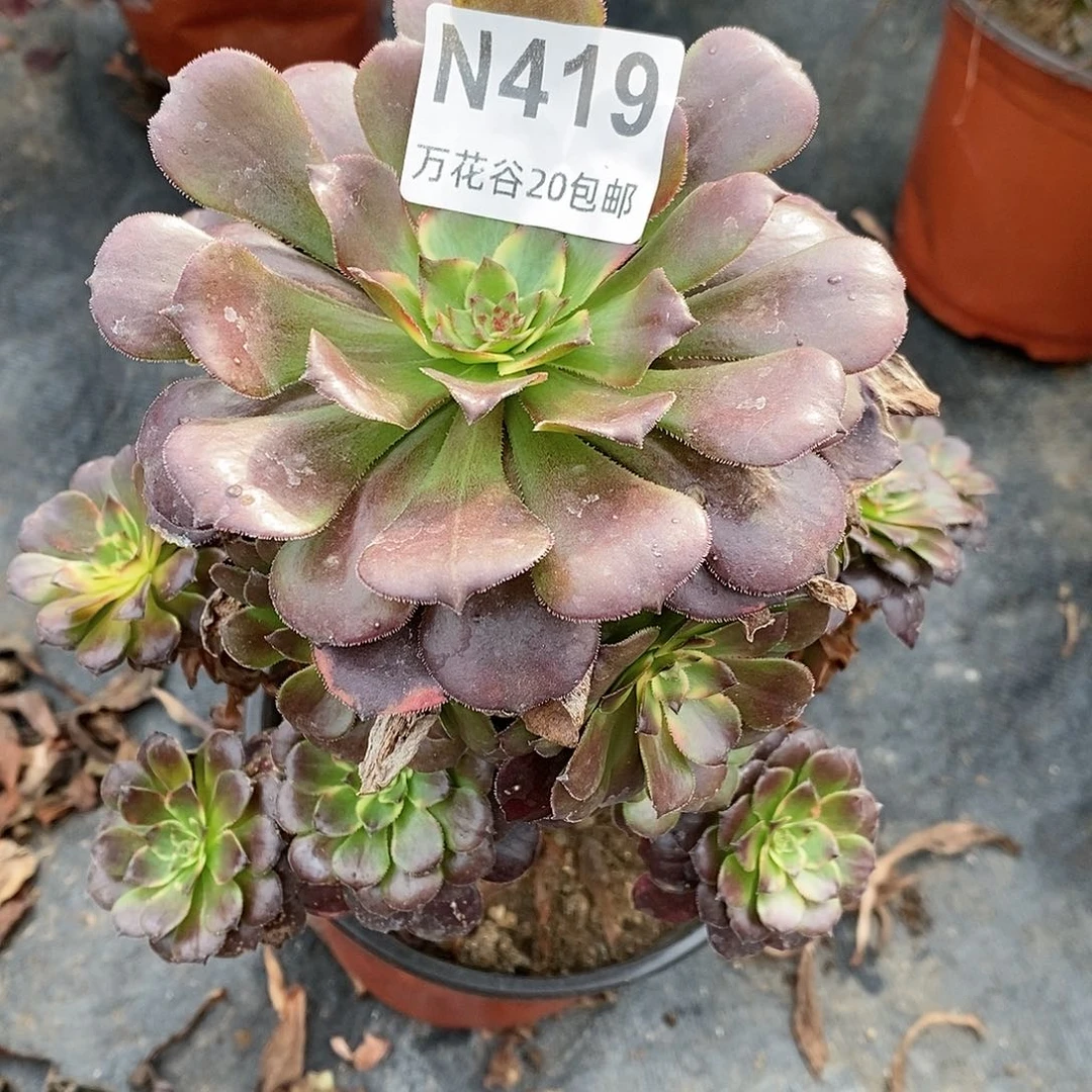 419烟花多肉植物有瑕疵