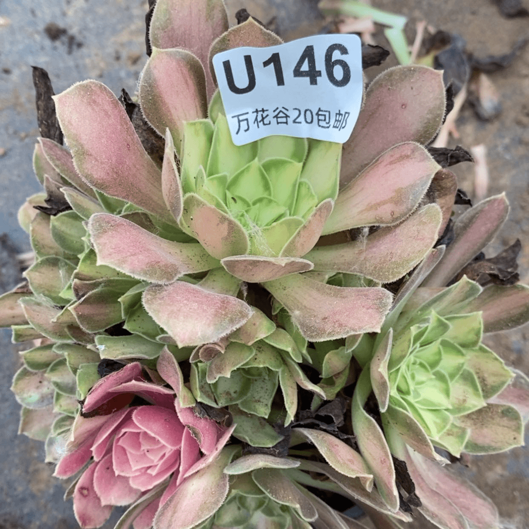 【闪购商品】146韶华