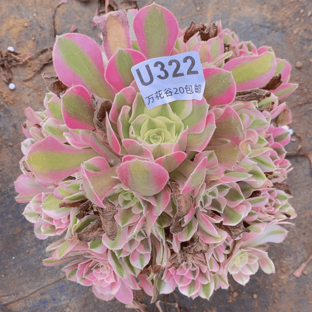 【闪购商品】322女巫