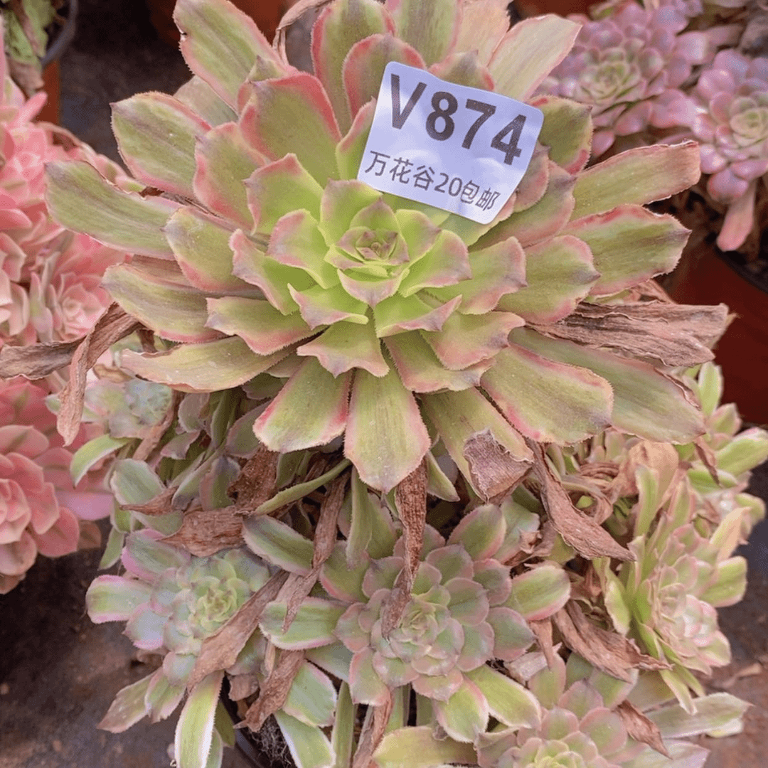 【闪购商品】874粉黛