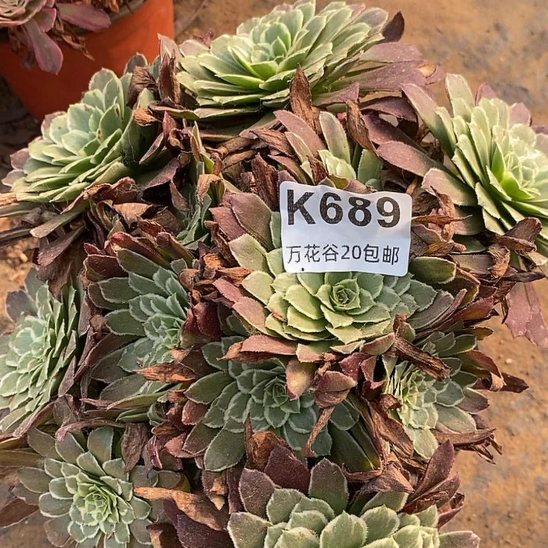 【闪购商品】689金丝楠木
