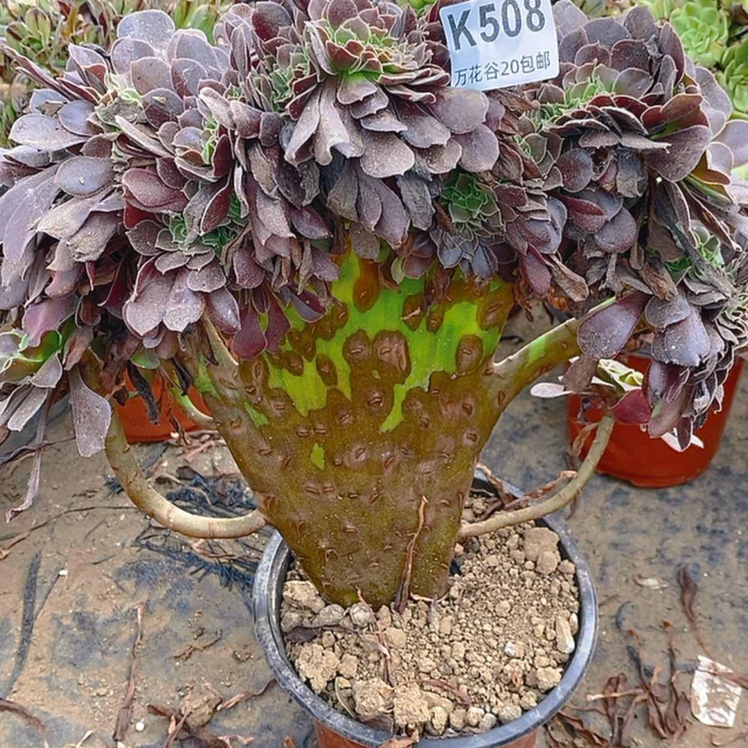 【闪购商品】508欧紫缀