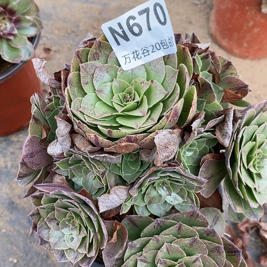 670万拉丝多肉植物