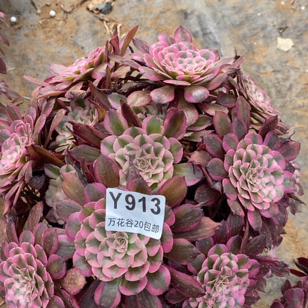 【闪购商品】913红铜白