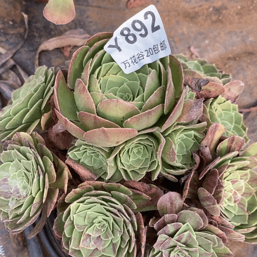 【闪购商品】892花月夜