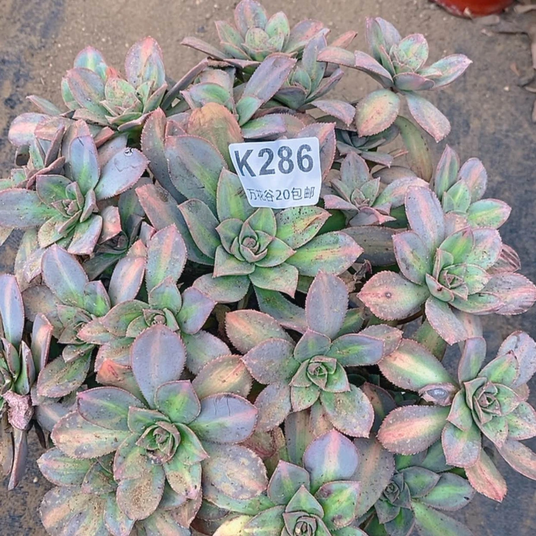 【闪购商品】286星辰