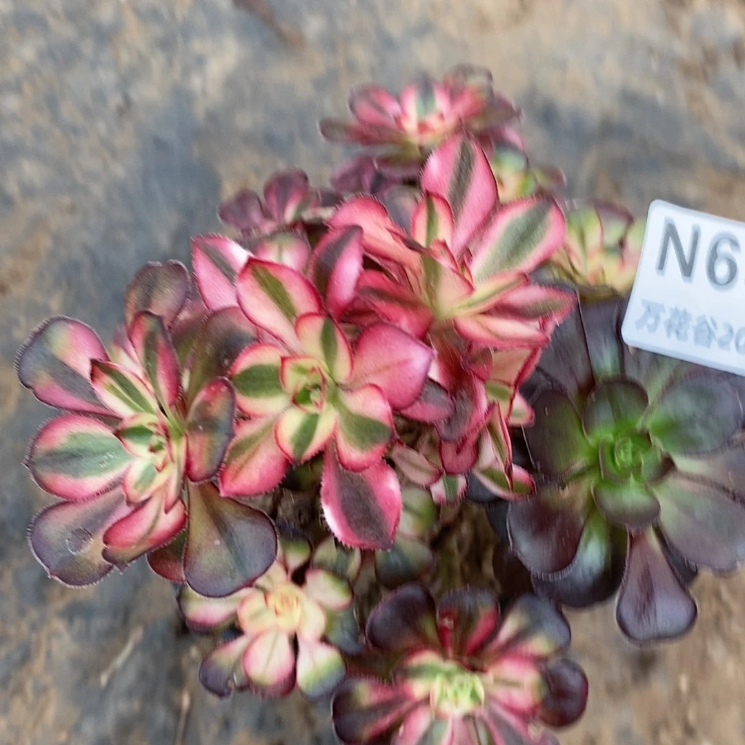 697香香多肉植物砍过