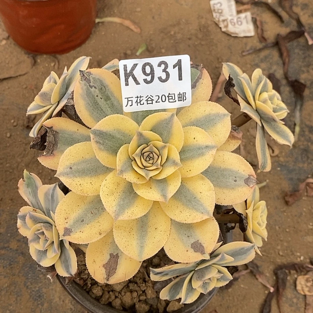 【闪购商品】931灿烂有黑斑