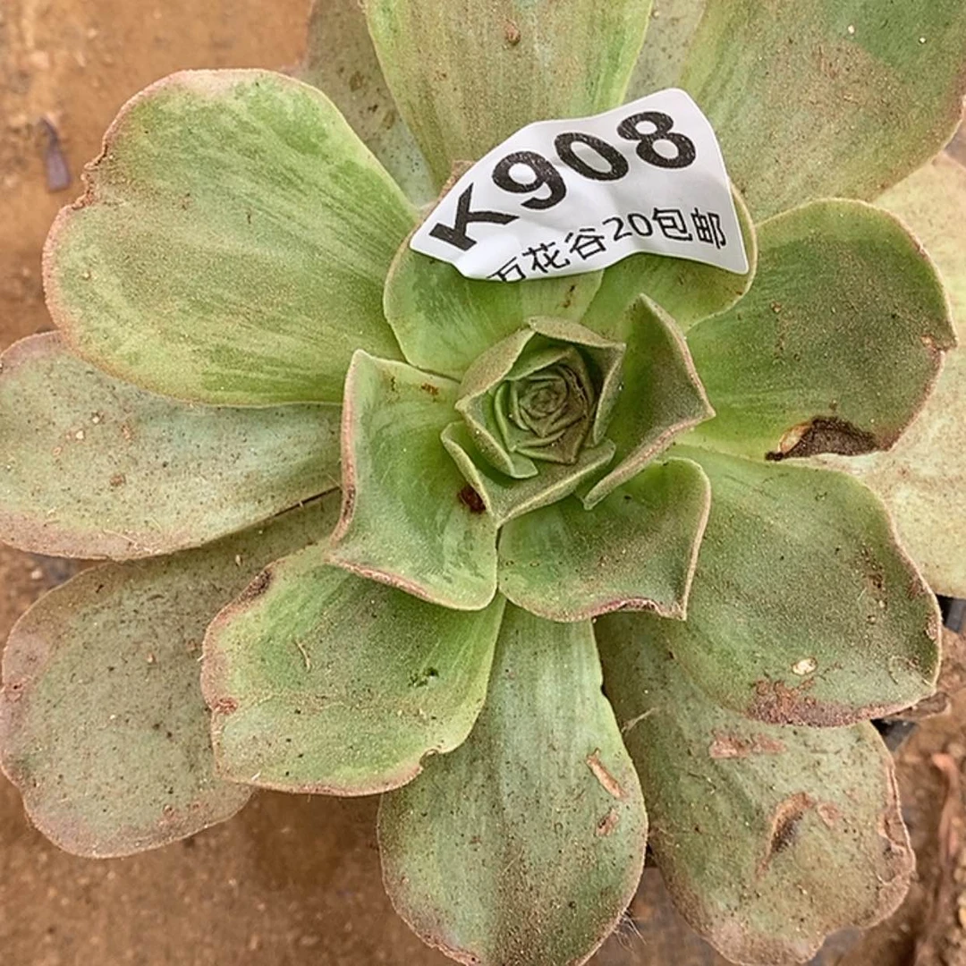 【闪购商品】908玉龙观音锦